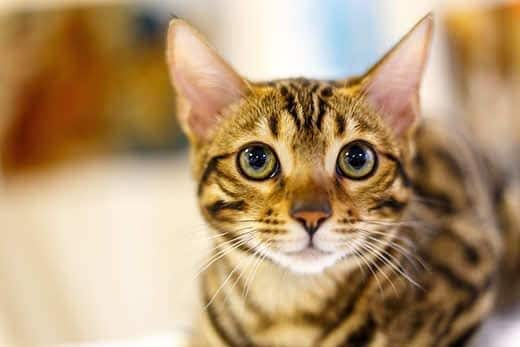  Dünne getigerte Katze mit großen gelben Augen.