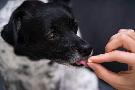 Kleiner schwarz-weißer Hund leckt eine Pille aus der Hand eines Menschen.