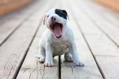 American Staffordshire Terrier Welpe, weiß mit schwarzer Augenklappe, sitzt gähnend auf Holzdielen