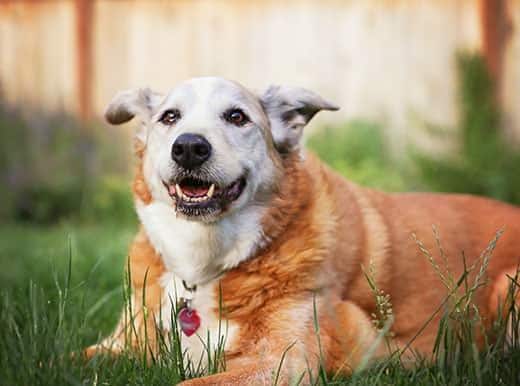 Älterer Hund liegt im Gras in einem Hinterhof und lächelt in die Kamera 