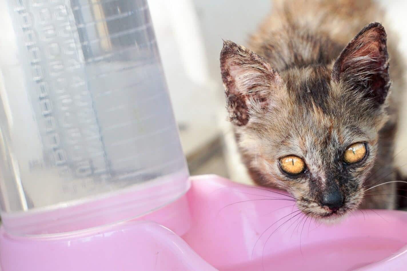 Gefleckte Katze trinkt aus einer rosa Wasserschüssel