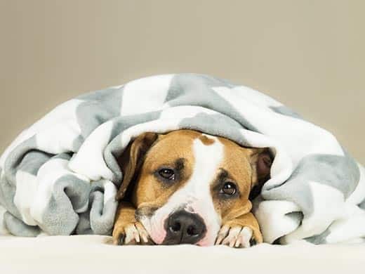 In eine Decke gewickelter Staffordshire Terrier.