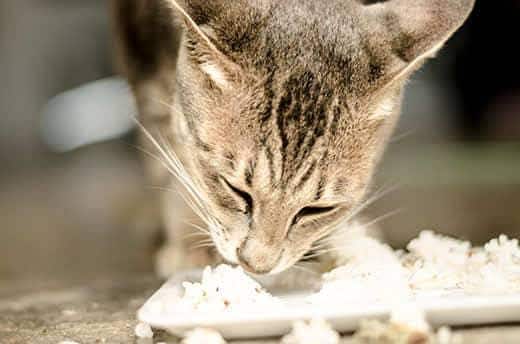 Gestreifte Katze frisst Reis von einem weißen Teller.
