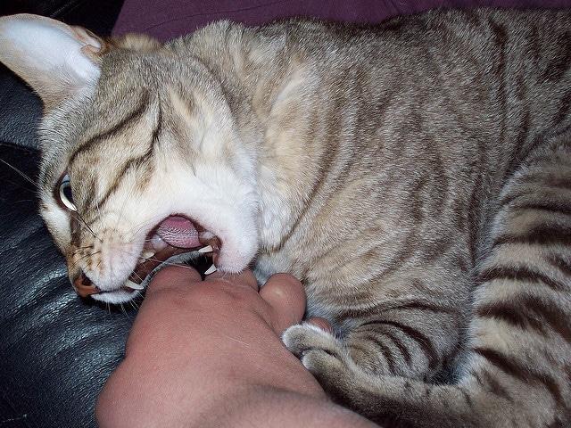 Gestreifte Katze knabbert an der Hand des Besitzers, während sie in dessen Schoß sitzt