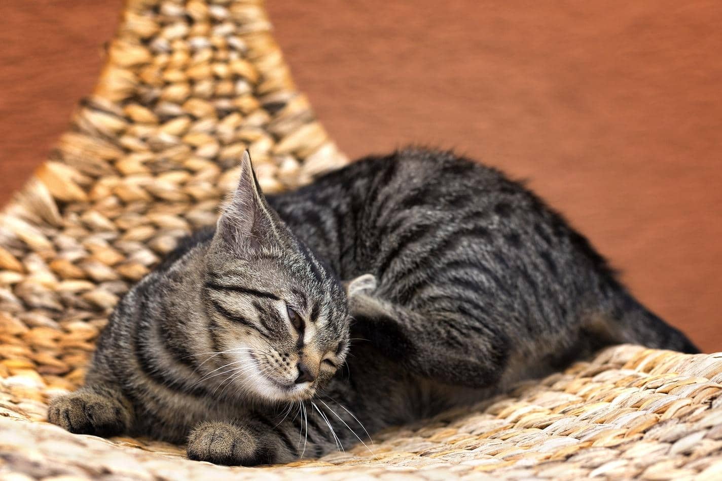 Gestreifte graue Katze in einem Korbstuhl im Garten, die sich kratzt