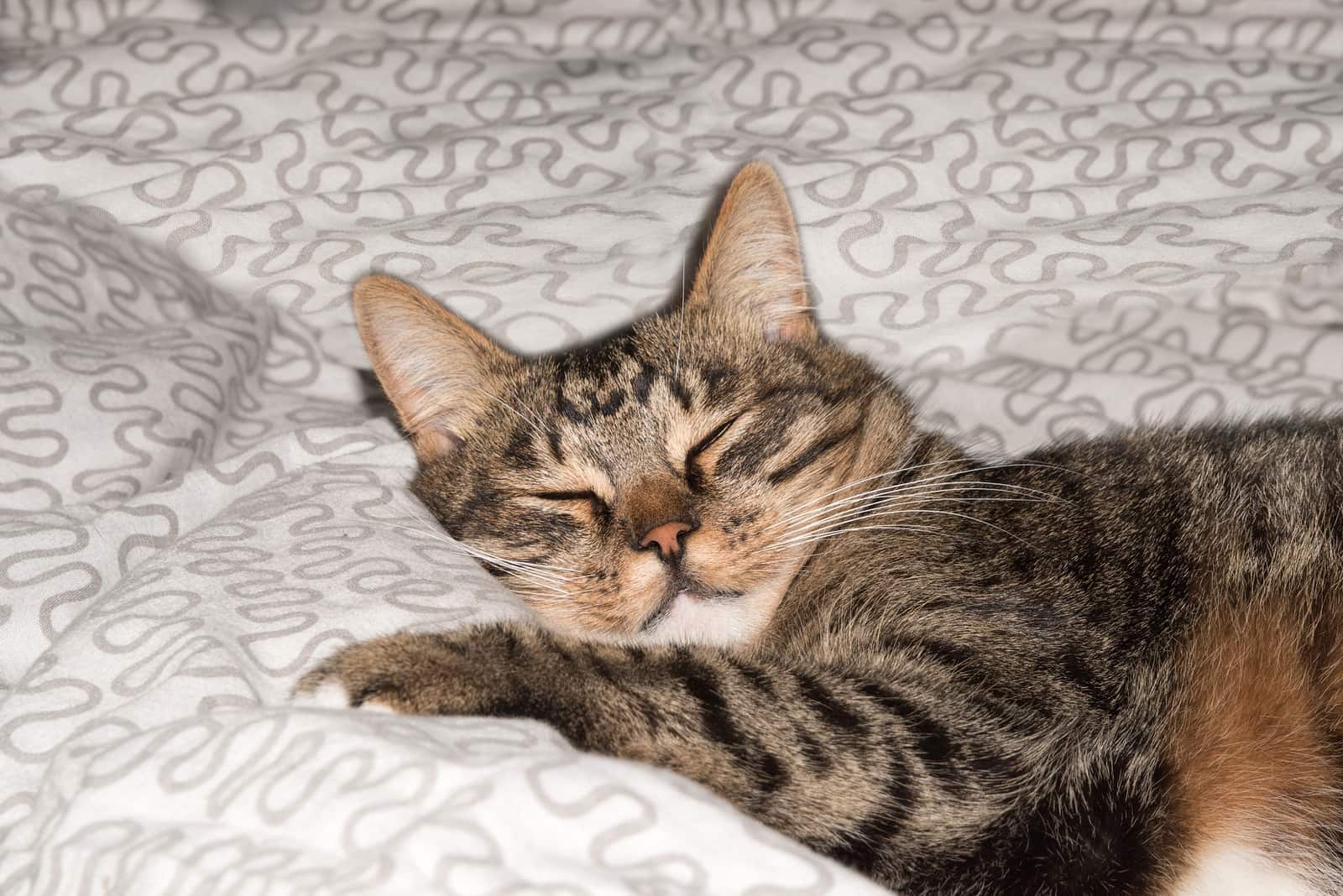 Katze schläft auf Sofa mit verschwommenem Hintergrund Nahaufnahme niedliche lustige Katze Hauskatze Katze entspannt sich Katze schläft Katze spielt zu Hause elegante Katze
