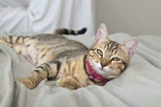 Eine grau-gestreifte Katze liegt auf einem Bett