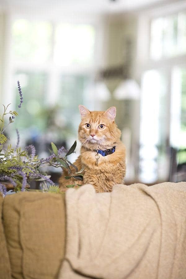 Orange gestromte Katze sitzt hinter hellbrauner Couch neben fliederfarbener Pflanze