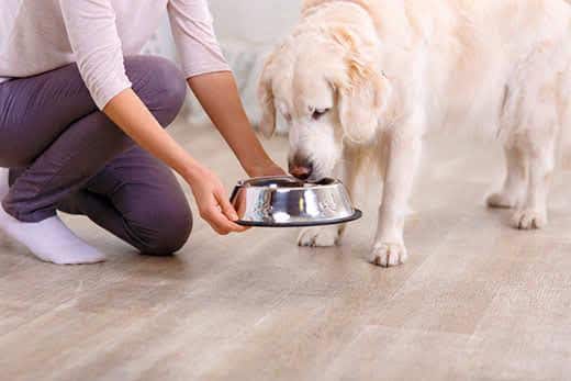 Bitte probieren. Nahaufnahme eines Futternapfs in den Händen einer fürsorglichen Frau, die ihren Hund füttert
