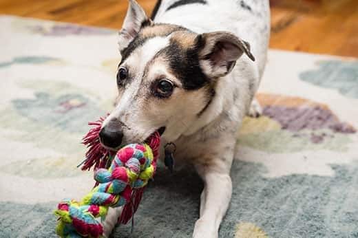 Ein Terrier-Mischling spielt Tauziehen mit einem bunten Seilspielzeug.