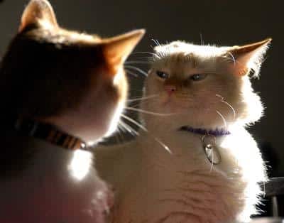 zwei Katzen, eine wütend, (etwas Bildrauschen bei voller Größe)