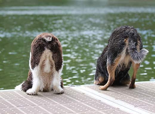 Zwei Hunde schauen von einem Hafenbecken ins Wasser