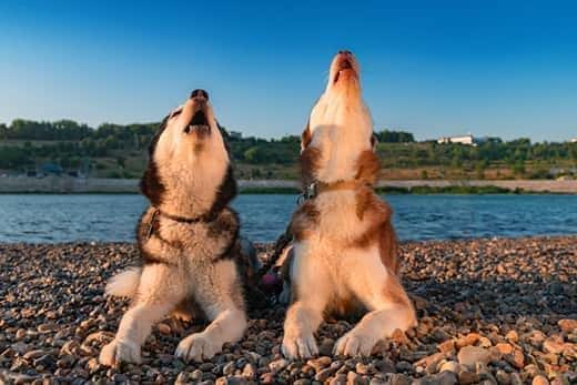 Zwei Huskys heulen und liegen am Strand eines Sees.