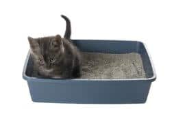 Katze auf dem Katzenklo