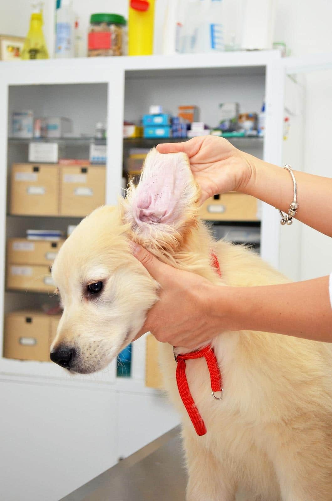 Ein Tierarzt untersucht die Ohren eines Golden Retrievers
