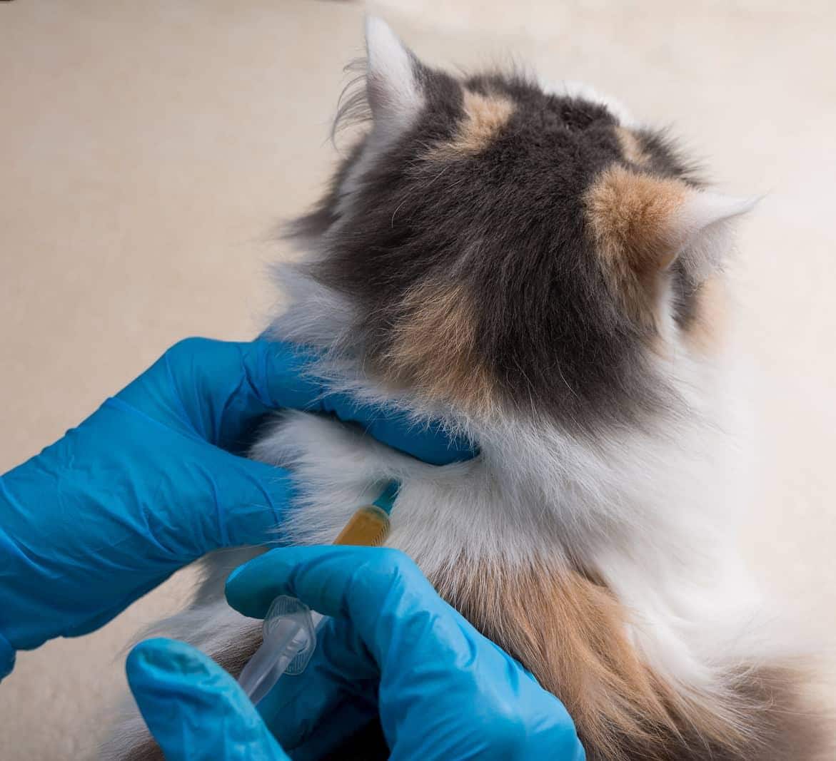 Ein Paar Hände mit blauen Latexhandschuhen spritzt einer dreifarbigen Katze in den Rücken..