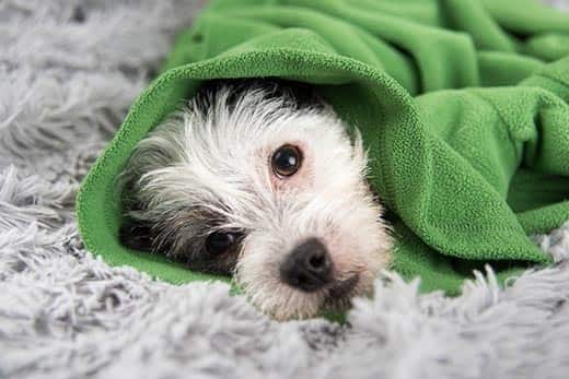 Ein in einen grünen Pullover gewickelter weiß-schwarzer Hund liegt auf einem Teppich.