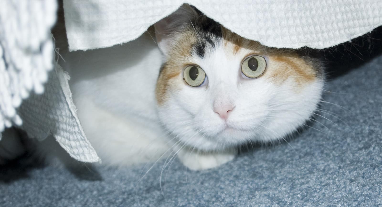 Eine weiße Calico versteckt sich unter dem Bett.