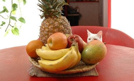 Weiße-Katze-neben-einer-Obstschale Eine weiße Katze schaut auf eine Obstschale, die auf einem roten Tisch steht