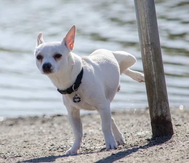 Weißer Chihuahua pinkelt an Pfosten am Strand