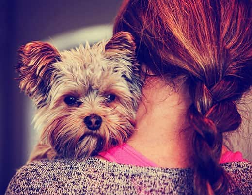 Ein niedlicher Yorkshire Terrier lugt hinter der Schulter einer Frau hervor
