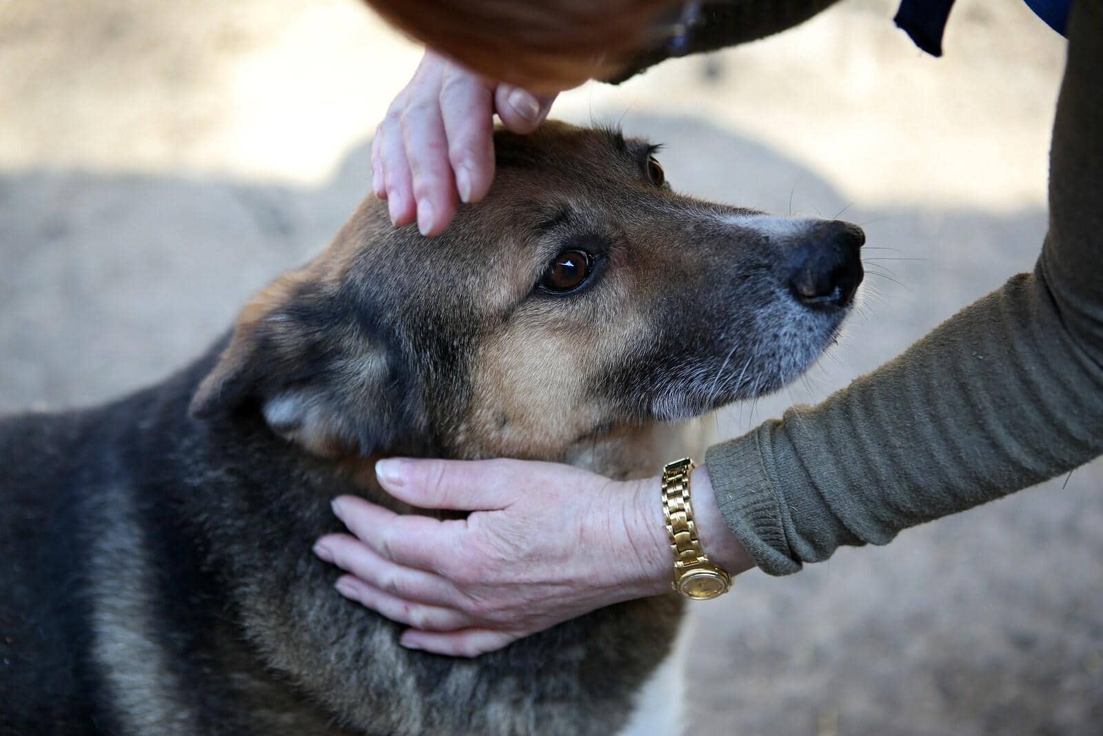 Frau streichelt einen Schäferhundmischling auf dem Kopf.