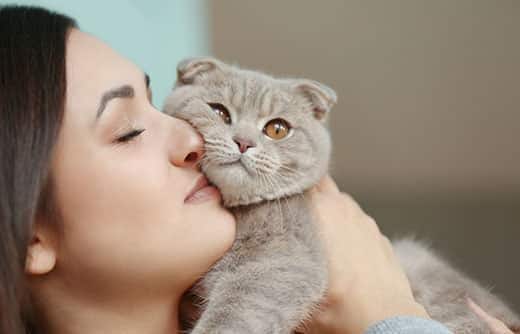 Frau hält graue schottische Faltohrkatze zum Kuscheln an ihr Gesicht.