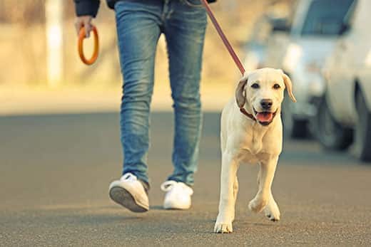Besitzer und Labrador beim Spaziergang in der Stadt vor unscharfem Hintergrund
