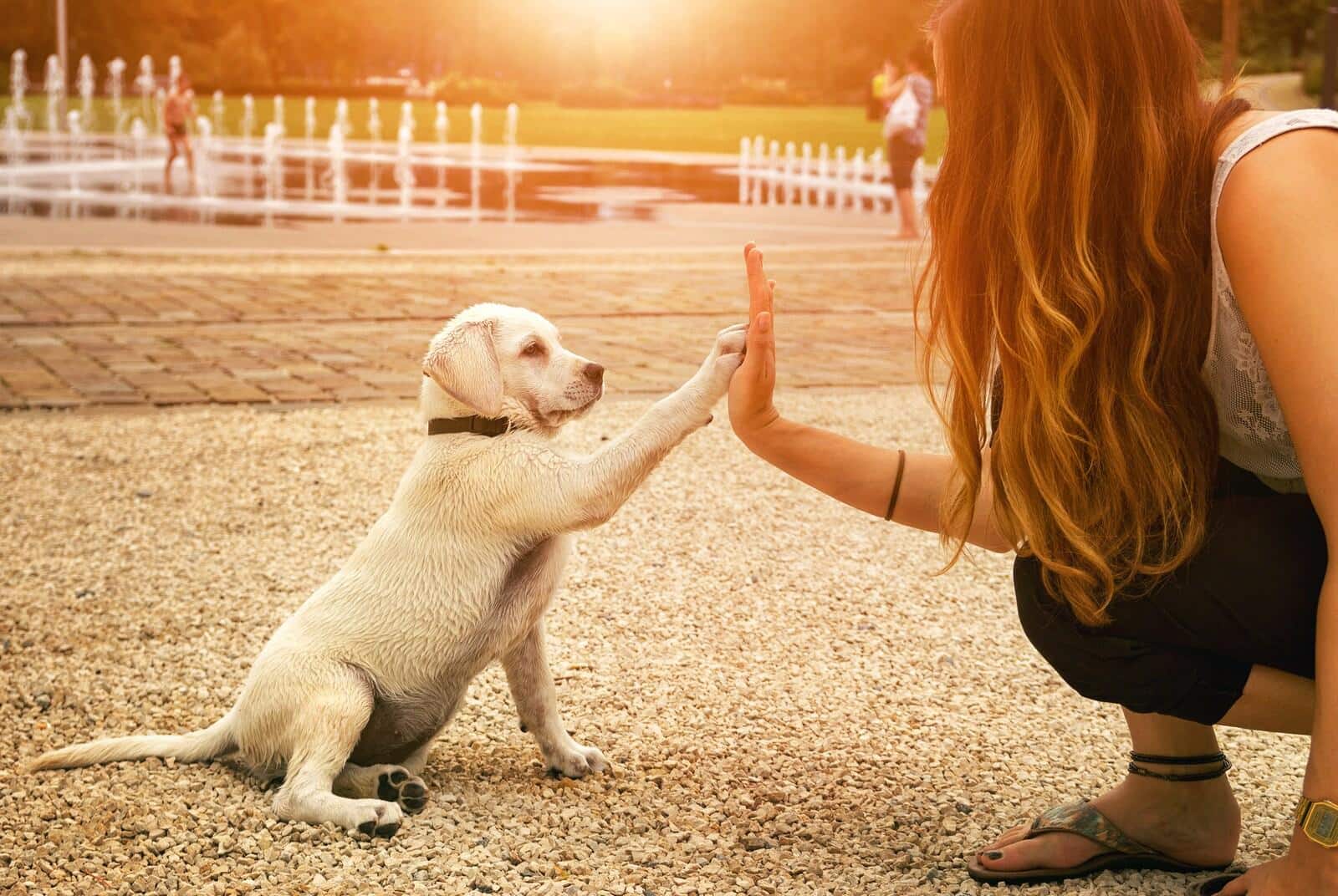 Beigefarbener Labradorwelpe und Frau schlagen im Park bei Sonnenuntergang ein.