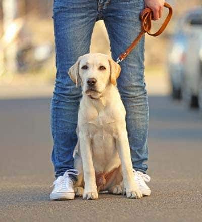 Beigefarbener Labradorwelpe sitzt auf den Füßen des Halters an einer Leine