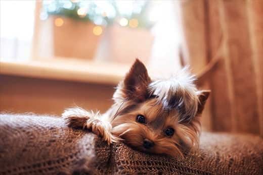 Yorkshire Terrier liegt auf dem Rücken auf einem Sofa mit brauner Decke.