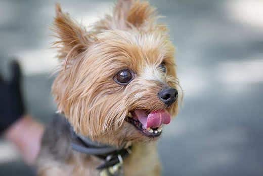 Yorkshire Terrier beim Spaziergang. Bild mit selektiver Schärfe und Tonung.