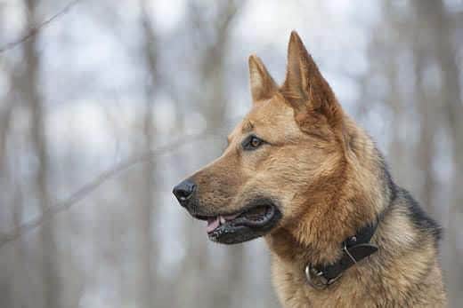 Junge Schäferhündin im Wald an einem bewölkten Frühlingstag
