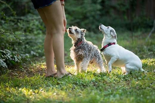 Junge Frau spielt mit Hunden im Hof