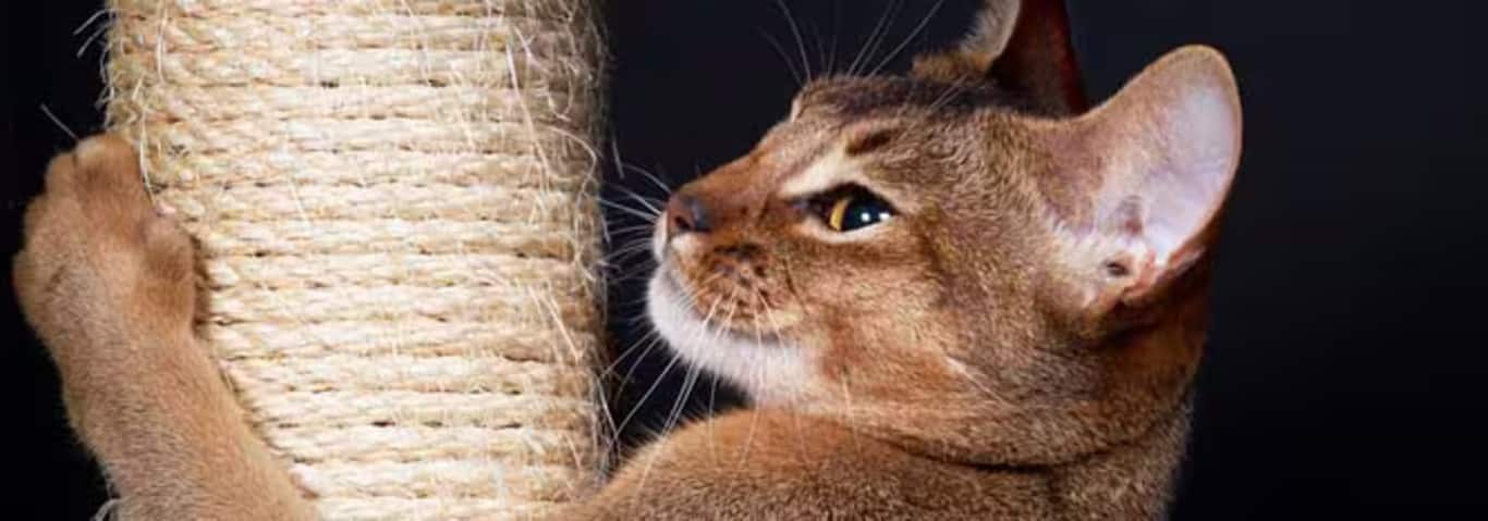 Foto einer Abessinierkatze