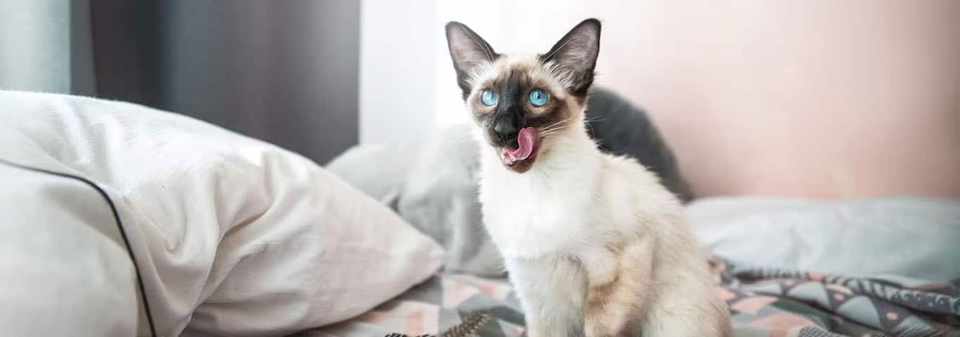 Foto einer Balinesenkatze