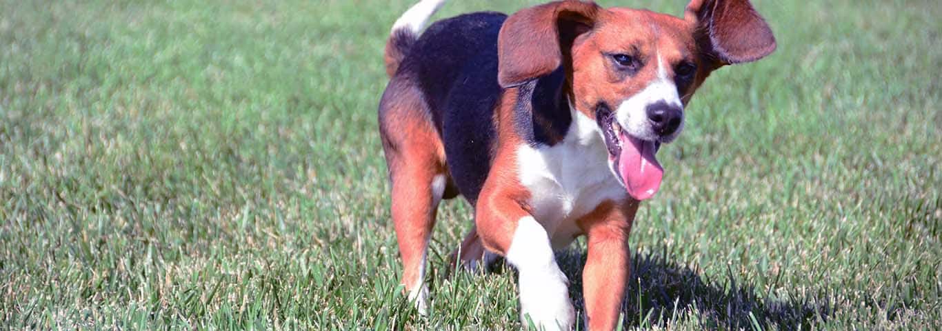 Foto eines Beagle-Hundes
