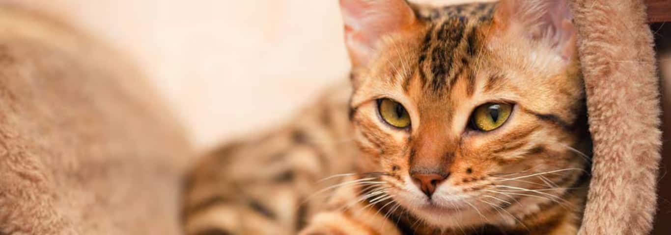 Foto einer Bengalkatze