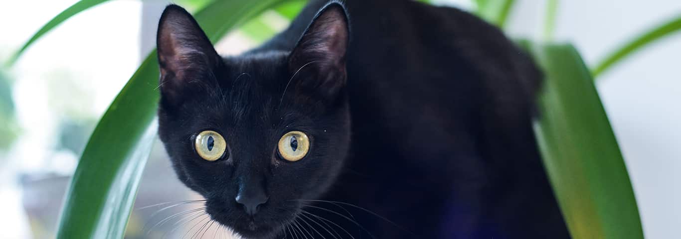 Foto einer Bombay-Katze