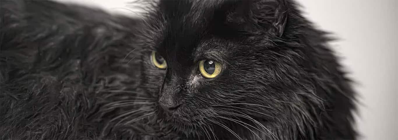 Foto einer Tiffany-Katze