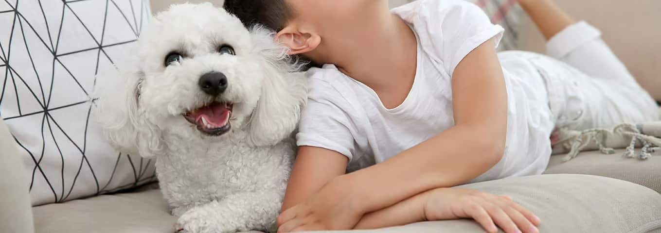 Foto eines Bichon Frise-Hundes
