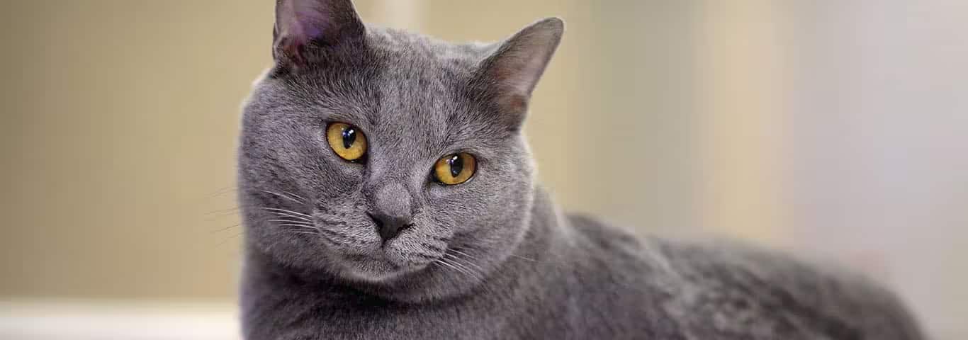 Foto einer Chartreaux-Katze