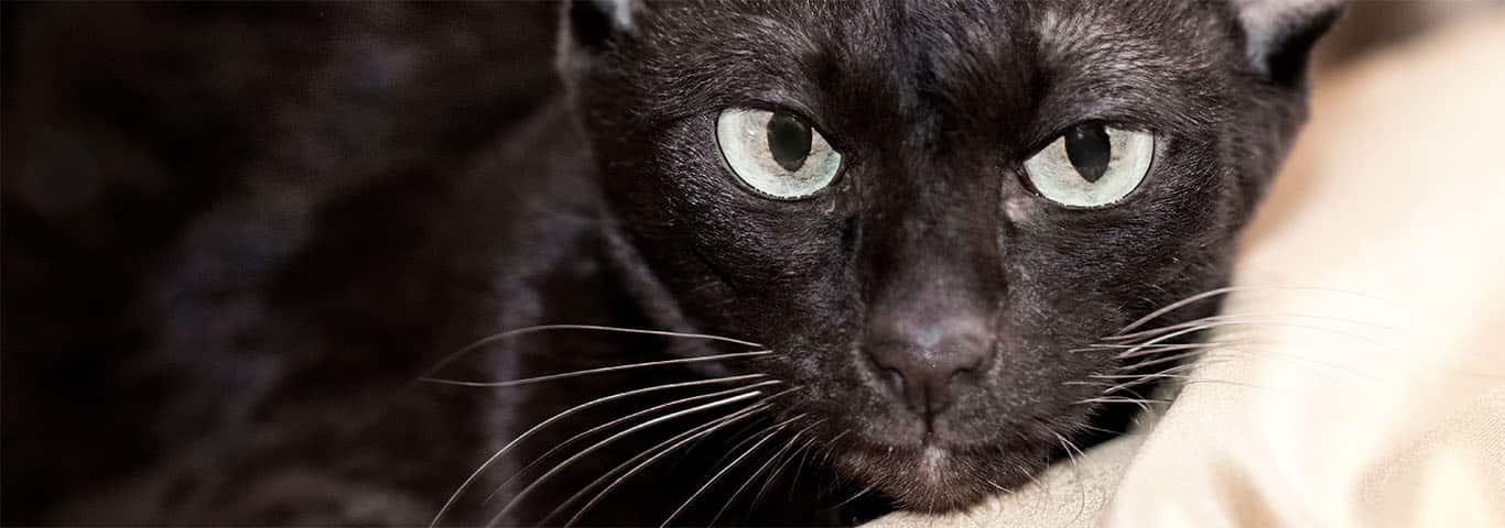 Foto einer Havanna-Katze