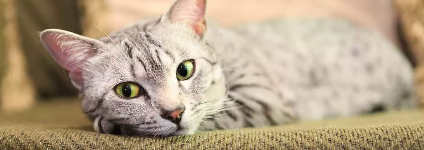 Foto einer Ägyptischen Mau-Katze
