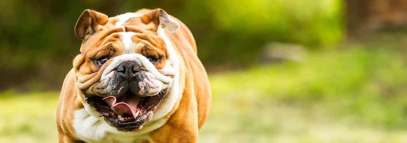 Foto einer englischen Bulldogge