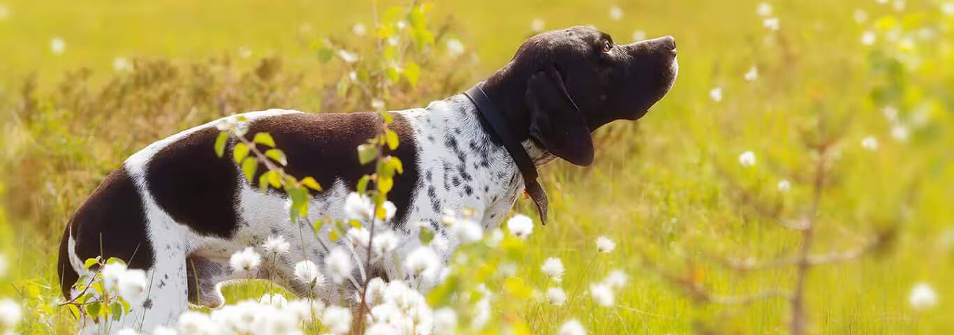Foto eines English Pointer-Hundes