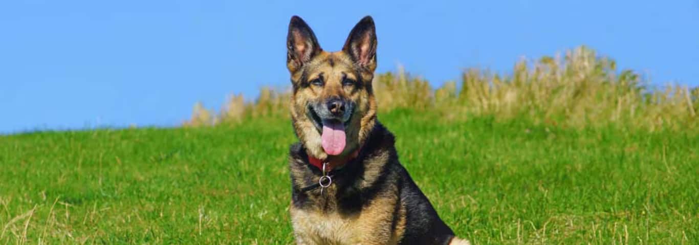 Foto eines Deutschen Schäferhundes