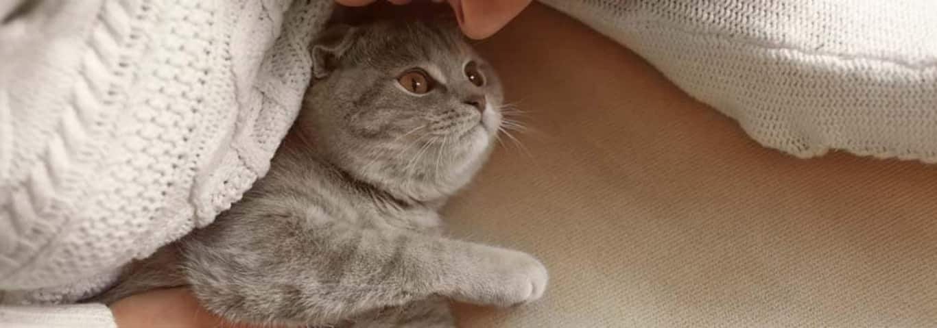 Foto einer Britisch Kurzhaarkatze