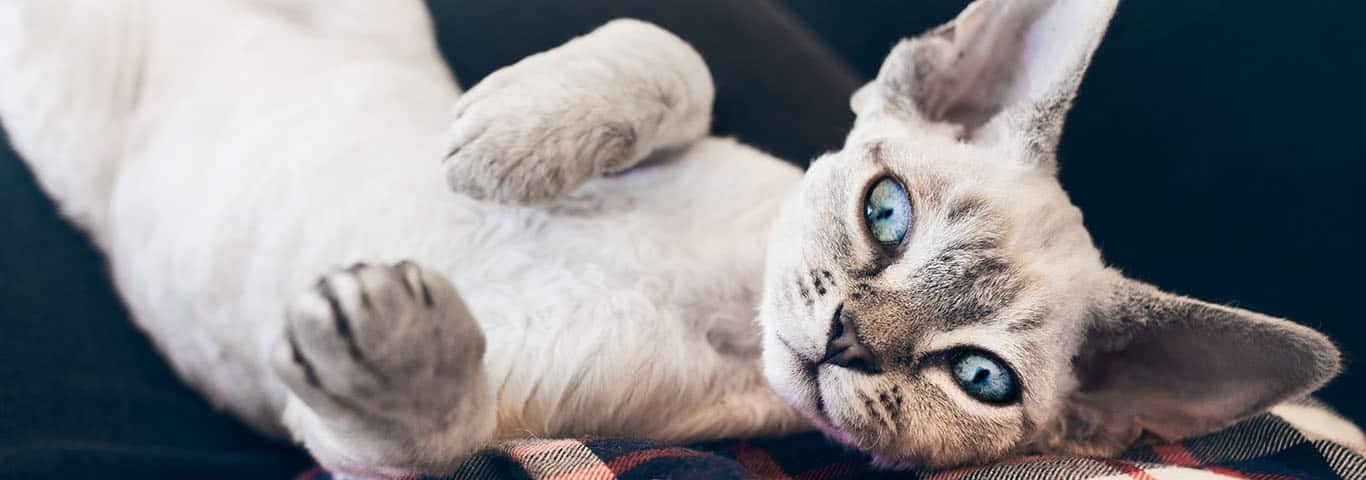 Foto einer Devon Rex Katze