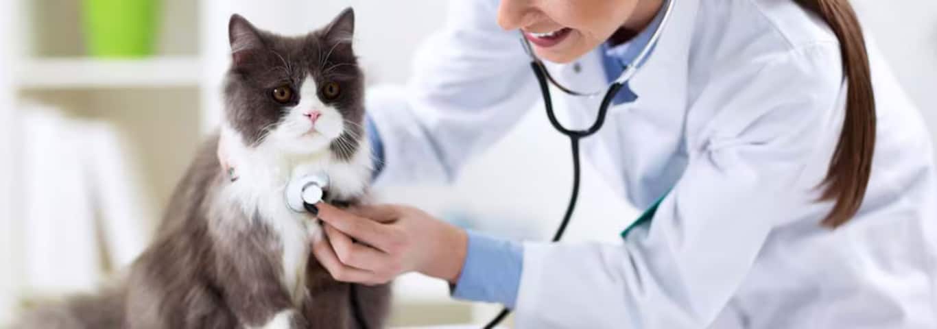 Foto einer Perserkatze